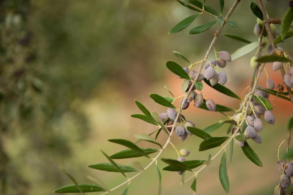 Όμορφο Παραθασυγκρότημα Ενοικιαζόμενων Καταλυμάτων Ως Ολόκληρος Χώρος - Chrani, Ελλάδαλάσσιο Διαμέρισμα Kültér fotó